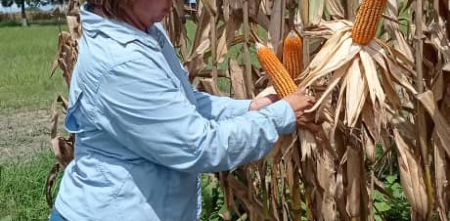 Cosecha de parcelas demostrativas de maíz 2021