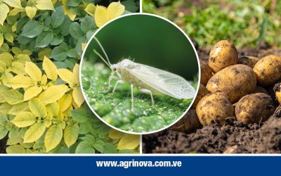 ¡Alerta Papa-cultor! Protege Tu Cultivo del Virus del Amarillamiento de Venas de la Papa (PYVV)