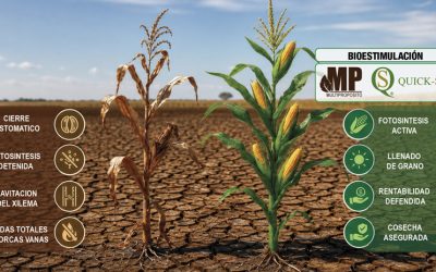 Maíz vs. El Niño:  “Construyamos la defensa.”