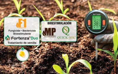 Maíz frente al Niño: Estrategias Proactivas con Biotecnología de Vanguardia