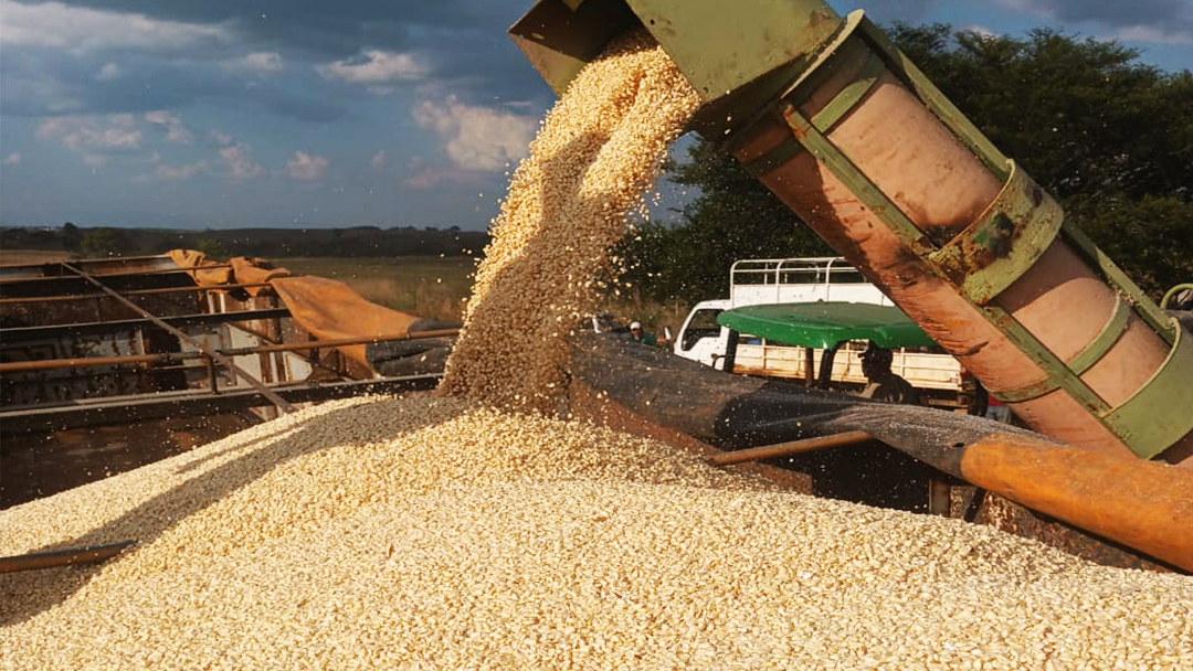 ¡Éxito Rotundo en la Cosecha de Maíz con los Híbridos de SEMILLAS de Agrinova, C.A.!